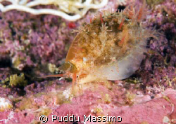 shell in manado,nikon d2x 60mm macro by Puddu Massimo 